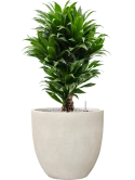 Dracaena fragrans 'Compacta' in Antwerp Grond (Vulkastrat)
