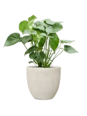 Monstera deliciosa in Antwerp Grond (Vulkastrat)