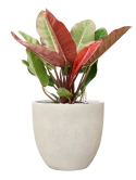 Philodendron 'Prince of Orange' in Antwerp Grond (Vulkastrat)