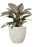 Philodendron 'Imperial Red' in Antwerp Grond (Vulkastrat)