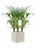 Kentia (Howea) forsteriana in Antwerp Grond (Vulkastrat) Grond (Vulkastrat)