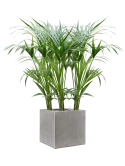 Kentia (Howea) forsteriana in Antwerp Grond (Vulkastrat) Grond (Vulkastrat)