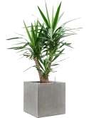 Yucca elephantipes in Antwerp Grond (Vulkastrat) Grond (Vulkastrat)