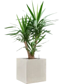 Yucca elephantipes in Antwerp Grond (Vulkastrat) Grond (Vulkastrat)