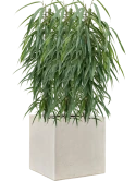 Ficus binnendijkii 'Alii' in Antwerp Grond (Vulkastrat) Grond (Vulkastrat)