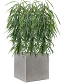 Ficus binnendijkii 'Alii' in Antwerp Grond (Vulkastrat) Grond (Vulkastrat)