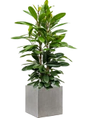 Ficus cyathistipula in Antwerp Grond (Vulkastrat)