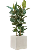 Ficus elastica 'Robusta' in Antwerp Grond (Vulkastrat)