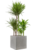 Plantenmix in Antwerp Grond (Vulkastrat)