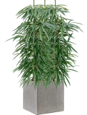 Ficus binnendijkii 'Alii' in Antwerp Hydrocultuur