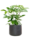 Schefflera actinophylla 'Amate' in Baq Terrazzo Grond (Vulkastrat)