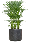 Kentia (Howea) forsteriana in Baq Terrazzo Grond (Vulkastrat)