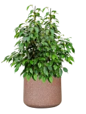 Ficus benjamina 'Danielle' in Baq Terrazzo Grond (Vulkastrat)
