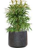 Ficus binnendijkii 'Amstel King' in Baq Terrazzo Grond (Vulkastrat)