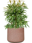 Ficus binnendijkii 'Amstel King' in Baq Terrazzo Grond (Vulkastrat)
