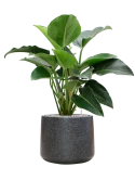 Philodendron 'Green Beauty' in Baq Terrazzo Grond (Vulkastrat)