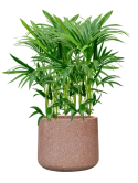 Kentia (Howea) forsteriana in Baq Terrazzo Hydrocultuur