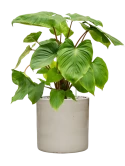 Homalomena rubescens 'Maggy' in Cylinder Grond (Vulkastrat)