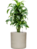 Dracaena fragrans 'Dorado' in Cylinder Grond (Vulkastrat)