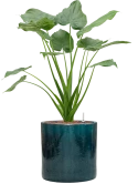 Alocasia cucullata in Cylinder Hydrocultuur