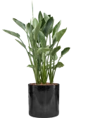 Strelitzia reginae in Cylinder Grond outdoor met Boomschors
