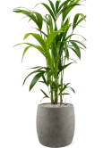 Kentia (Howea) forsteriana in Grigio Grond (Vulkastrat)