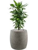 Dracaena fragrans 'Janet Lind' in Grigio Grond (Vulkastrat)