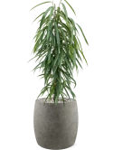 Ficus binnendijkii 'Alii' in Grigio Grond (Vulkastrat)