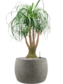 Beaucarnea recurvata in Grigio Grond (Vulkastrat)