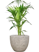 Kentia (Howea) forsteriana in Coast Mountains Grond (Vulkastrat)