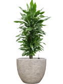 Dracaena fragrans 'Janet Lind' in Coast Mountains Grond (Vulkastrat)