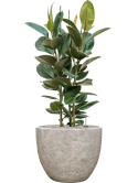 Ficus elastica 'Robusta' in Coast Mountains Grond (Vulkastrat)