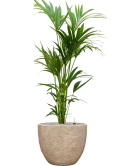 Kentia (Howea) forsteriana in Coast Mountains Grond (Vulkastrat)
