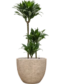 Dracaena fragrans 'Compacta' in Coast Mountains Grond (Vulkastrat)