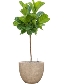 Ficus lyrata in Coast Mountains Grond (Vulkastrat)