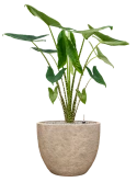 Alocasia zebrina in Coast Mountains Grond (Vulkastrat)