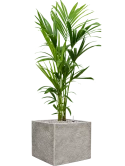 Kentia (Howea) forsteriana in Coast Mountains Grond (Vulkastrat)