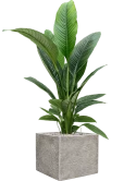 Spathiphyllum 'Sensation' in Coast Mountains Grond (Vulkastrat)
