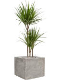 Dracaena marginata in Coast Mountains Grond (Vulkastrat)
