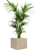 Kentia (Howea) forsteriana in Coast Mountains Grond (Vulkastrat)