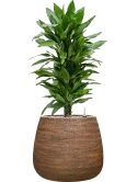 Dracaena fragrans 'Janet Lind' in Dolomites Grond (Vulkastrat)