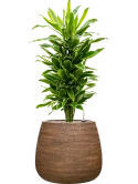 Dracaena fragrans 'Golden Coast' in Dolomites Grond (Vulkastrat)