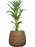 Kentia (Howea) forsteriana in Dolomites Grond (Vulkastrat)