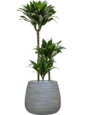 Dracaena fragrans 'Compacta' in Dolomites Grond (Vulkastrat)