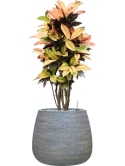 Croton (Codiaeum) variegatum 'Mrs. Iceton' in Dolomites Grond (Vulkastrat)