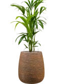 Kentia (Howea) forsteriana in Dolomites Grond (Vulkastrat)