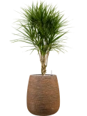 Dracaena marginata in Dolomites Grond (Vulkastrat)