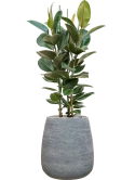 Ficus elastica 'Robusta' in Dolomites Grond (Vulkastrat)