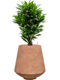 Dracaena fragrans 'Compacta' in Colorado Grond (Vulkastrat)