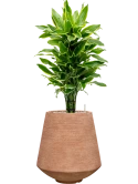 Dracaena fragrans 'Golden Coast' in Colorado Grond (Vulkastrat)
